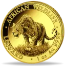 1 Unze Goldmünze Somalia 2023 | Serie: African Wildlife - Motiv: Leopard